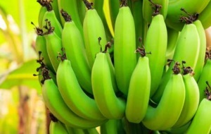 8 فوائد ذهبية للموز "الأخضر".. فاحرص على تناوله يوميا