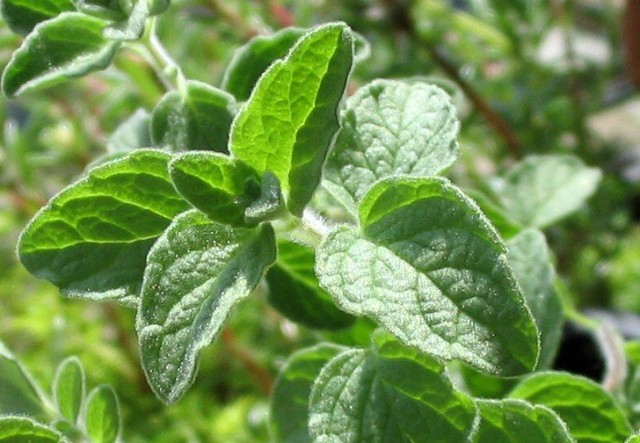 الاثار المضادة للبكتريا لمستخلصات بعض النباتات الطبية ودورها التكافلى مع المضادات الحيوية نحو مقاومة البكتريا شديدة المرضية.